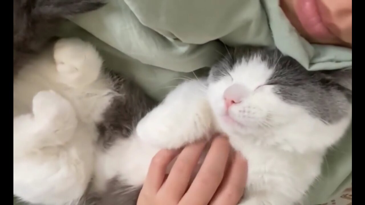 Pet Cat Pampering