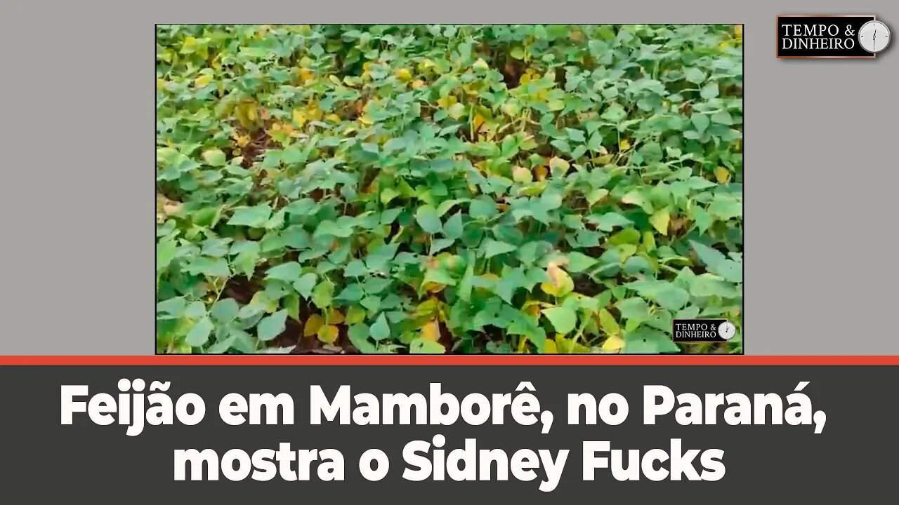 Feijão em Mamborê, no Paraná, mostra o agricultor Sidney F.