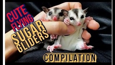 Flying Funny Cute SUGAR GLIDERS