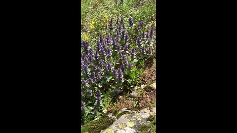 Spring time in the mountains