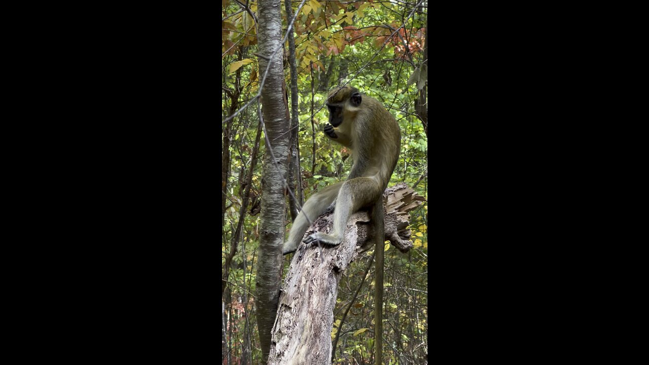 Monkey