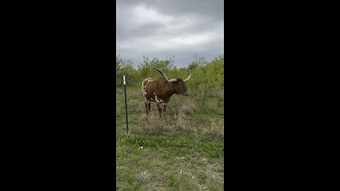 Taxes longhorn