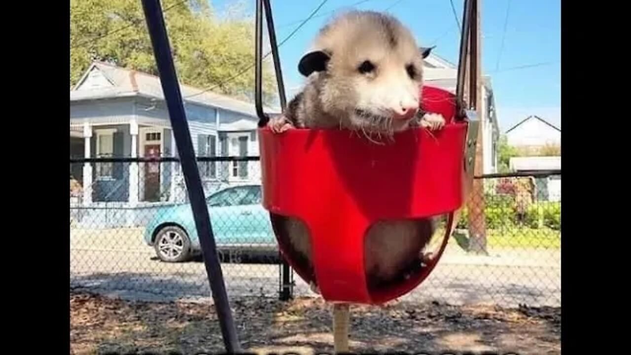 Opossum fail #2