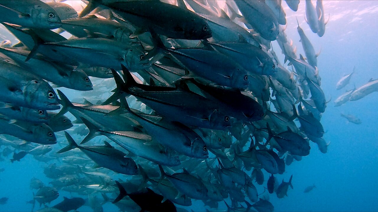 Swimming on the edge of a mesmerizing bait ball