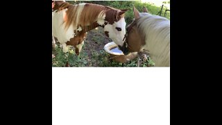 Horses say goodbye again over water trough after 10 years