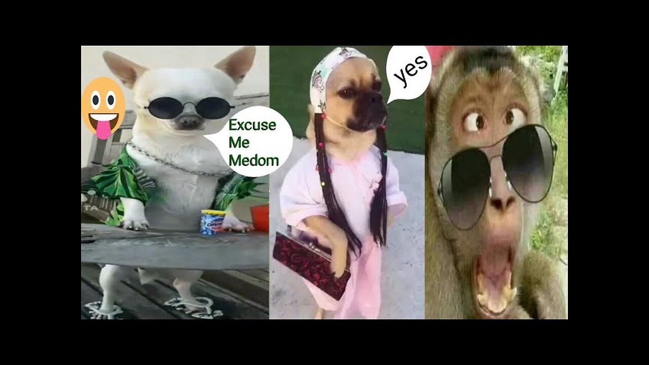 Funny animals videos, funny videos, comedy videos, dogs comedy, dogs funny, cats comedy, cats funny,