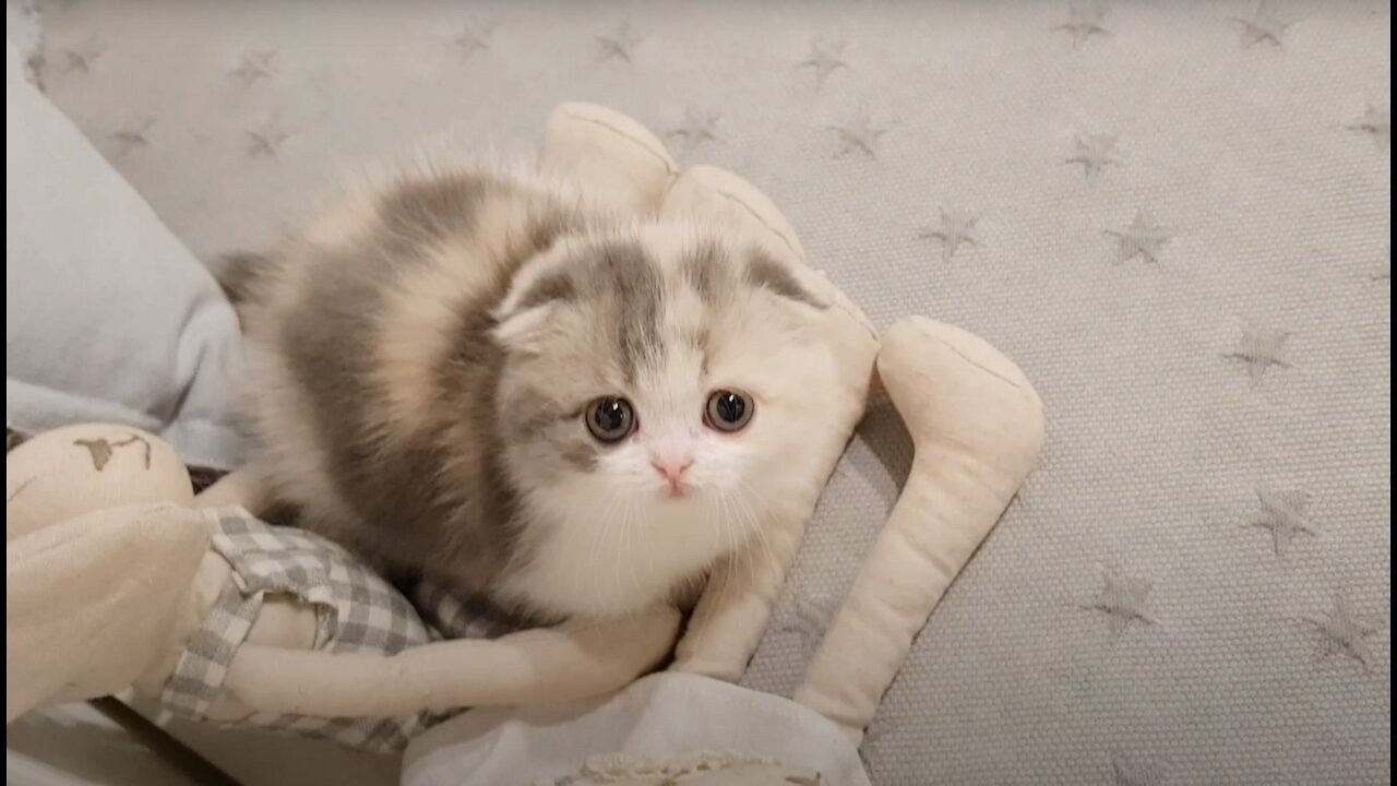 Cute kitten short leg