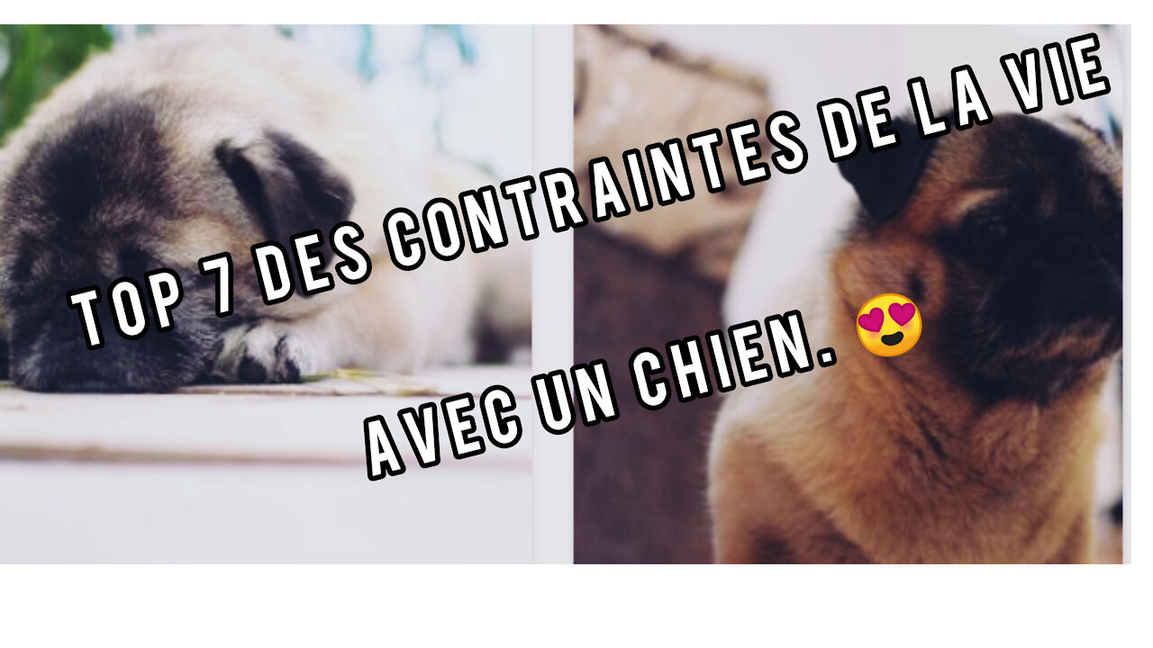 Top 7 des contraintes de la vie avec un chien Top 7 constraints of living with a dog Share