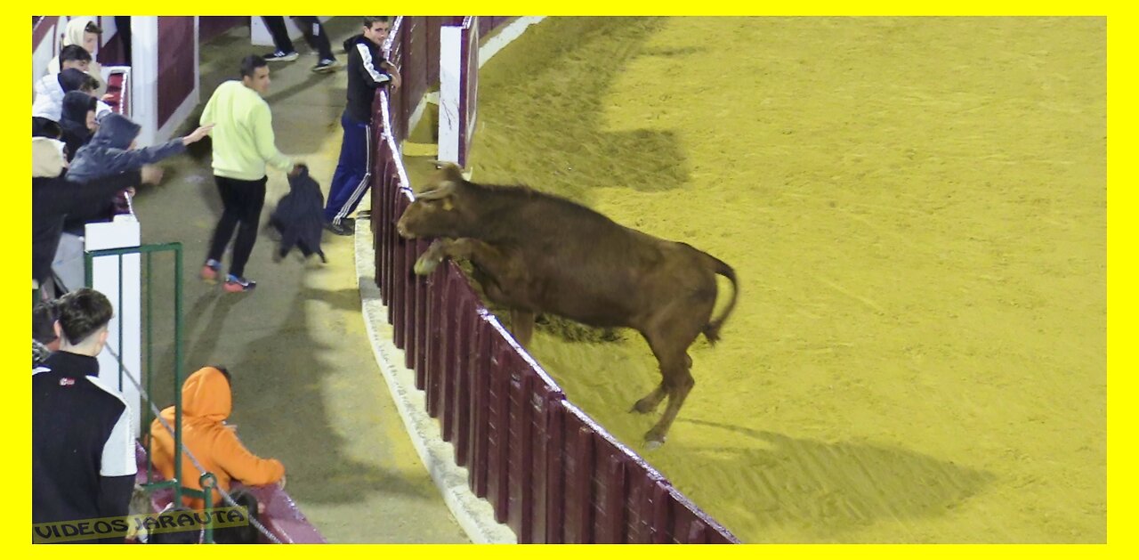 TARAZONA ( ZARAGOZA ) NOCHE VACAS EN PLAZA TOROS ( DOMINGO 23 ABRIL 2023 ) GANAD.ARRIAZU