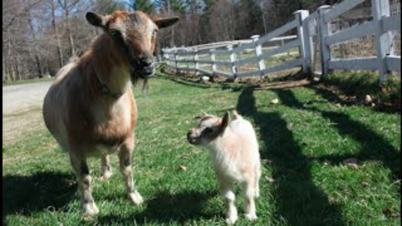 1 Day Old Baby Goat Leaps Through First Walk!