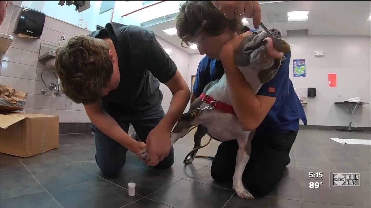 Pinellas high school students helping prepare pets for adoption