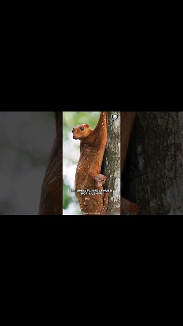 Flying Lemur 🌌 Enigmatic Glider of the Night!