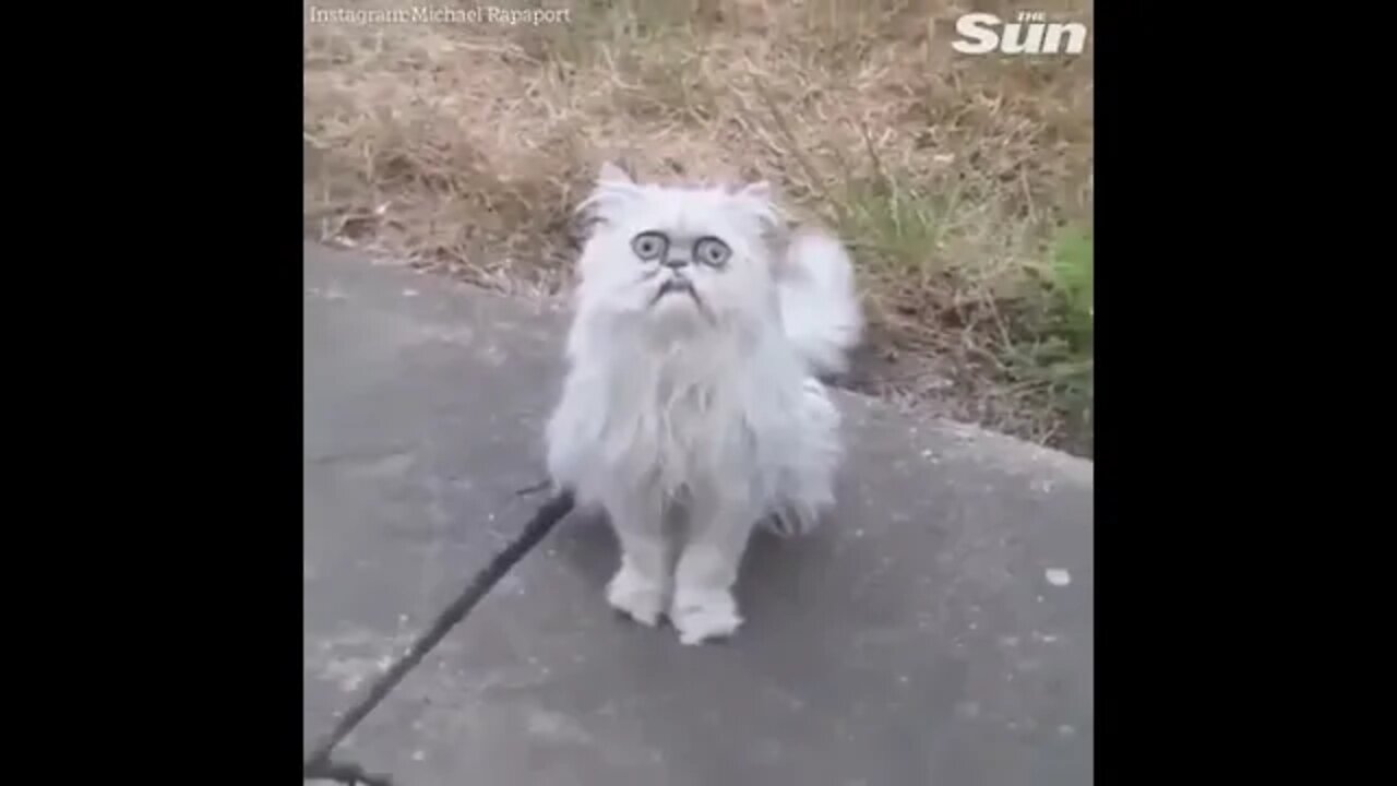 Funny Possessed Looking Cat 🐈 😻