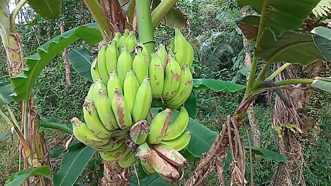 Kebun Pisang
