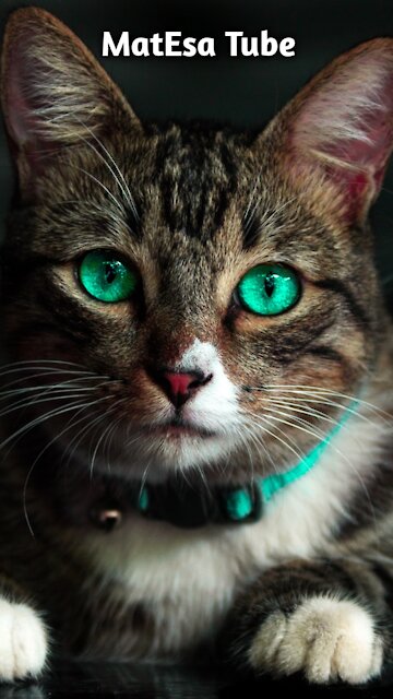 Blue Eyes Funny Cat#Shorts