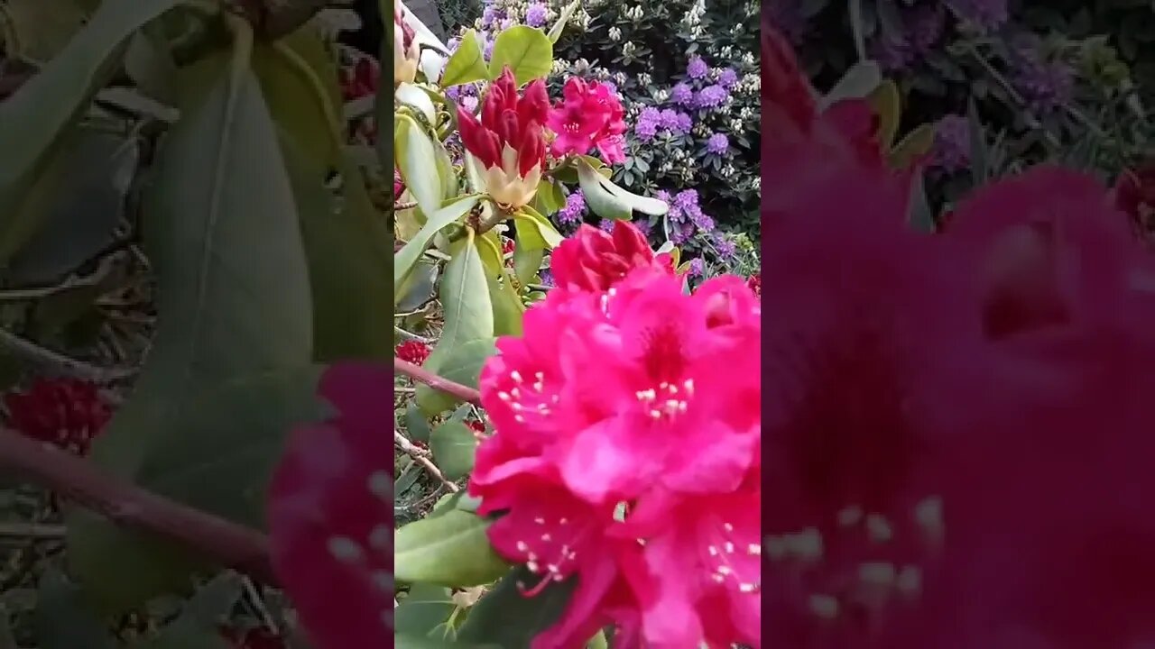 Rhododendron #shorts #rhododendron #natur #blumen #harz #garten#flowers