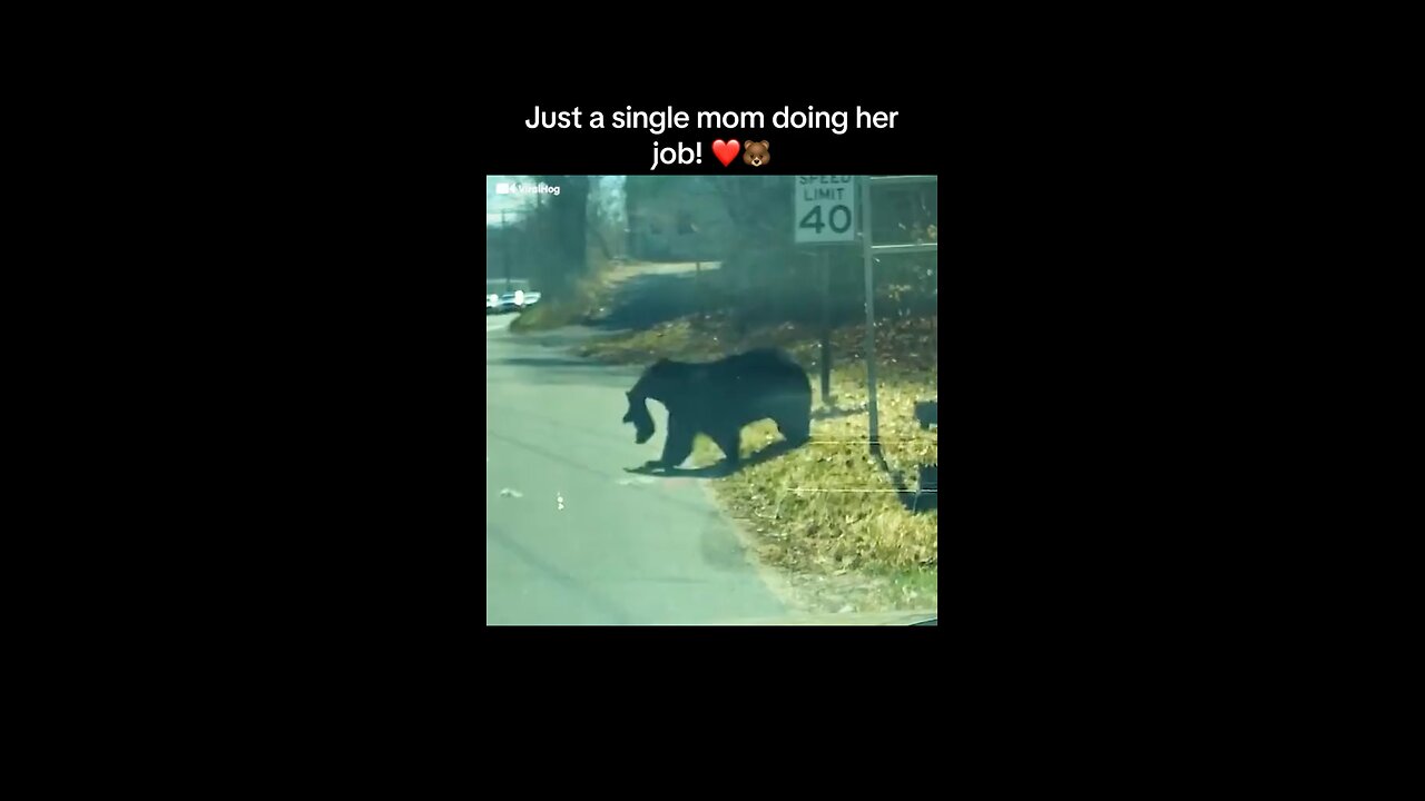 Mommy Bear and babies are passed the street/so funny bears family