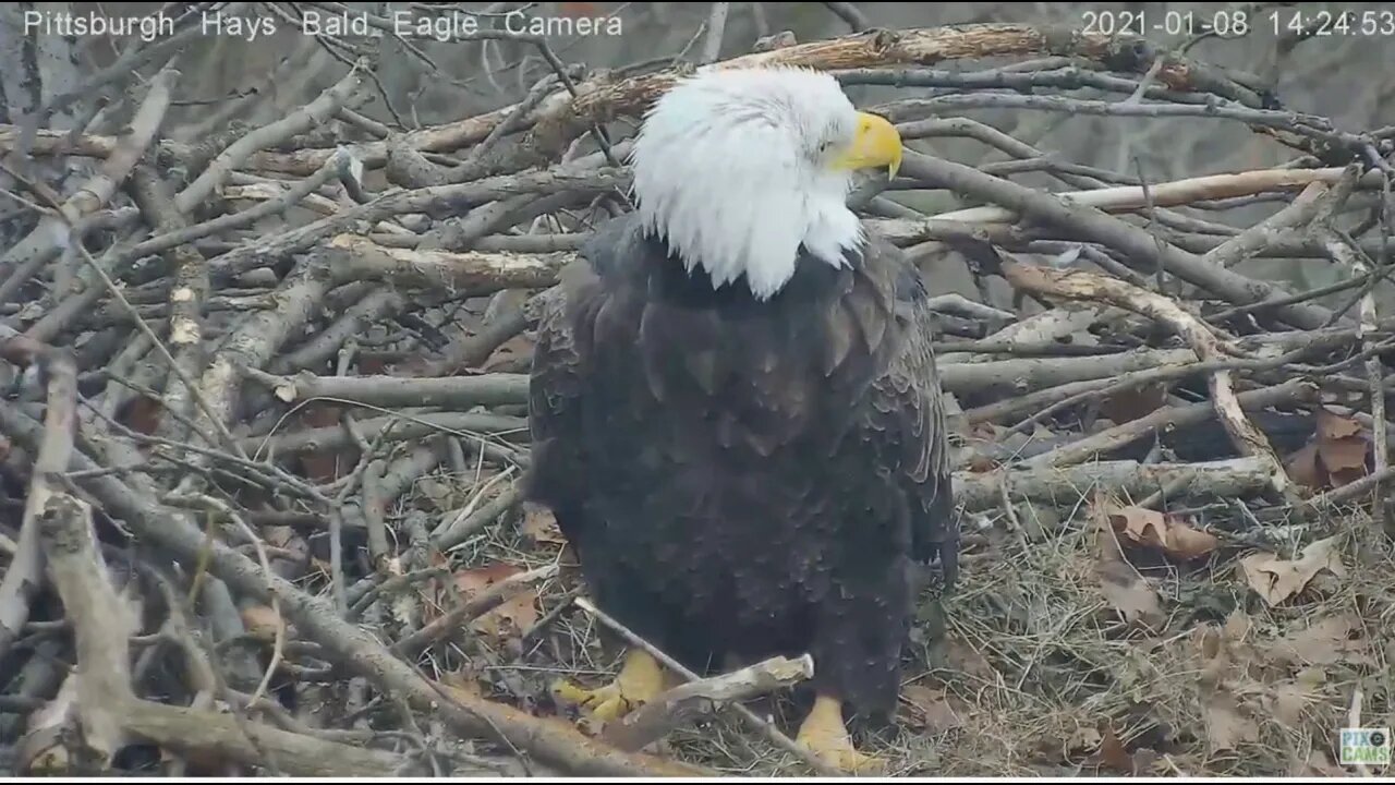 Hays Eagles Mom s head rotation study 2021 01 08 2:23 pm