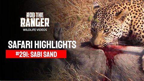 Safari Highlights #291: 09 - 13 Sep 2014 | Sabi Sand Nature Reserve | Latest Wildlife Sightings