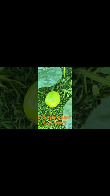 #Labrador found #TheGreatPumpkin! #Shorts