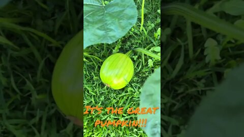 #Labrador found #TheGreatPumpkin! #Shorts