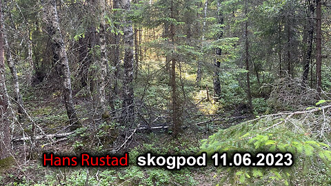 Skogpod 11. juni 2023