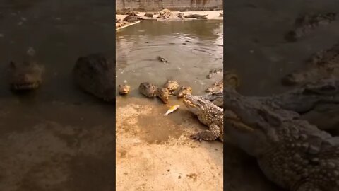 o peixe mais sortudo do mundo 😲😲😲