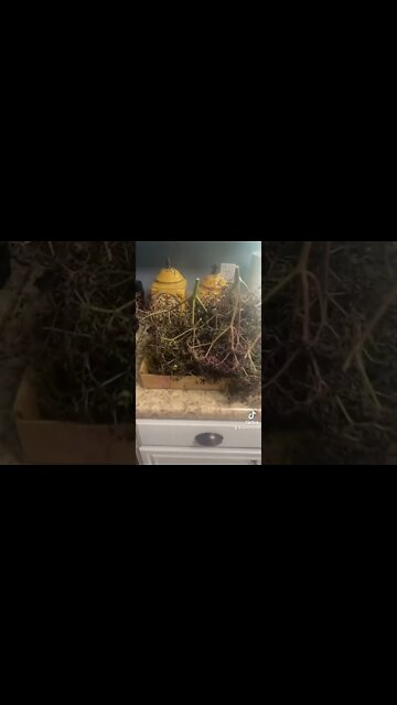 Massive Elderberry Crop!!