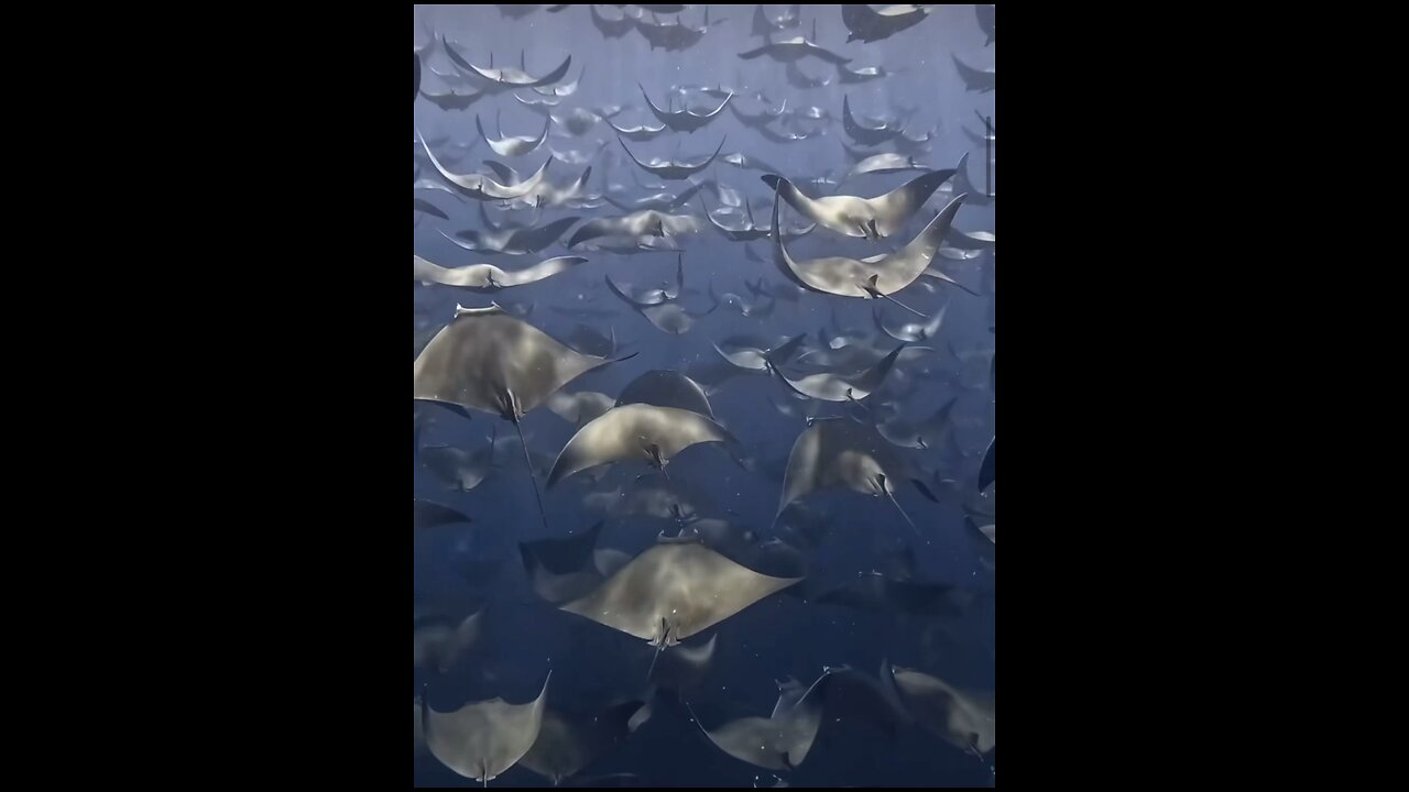 Mantarays