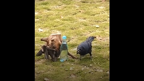 This is real story of Intelligent Thirsty Crow ( eyes witness ) #viralvideos #real-story #trending