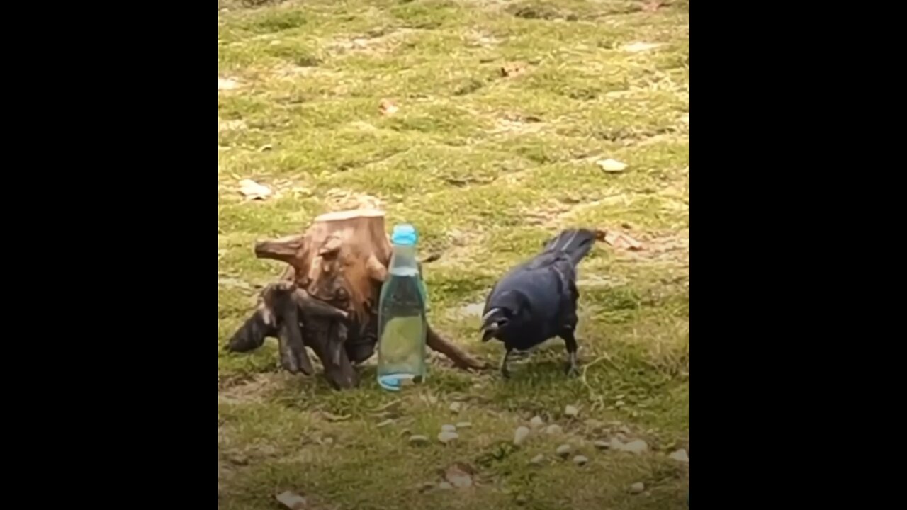 This is real story of Intelligent Thirsty Crow ( eyes witness ) #viralvideos #real-story #trending
