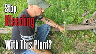 Wild Yarrow Stops Bleeding | Foraging in the Appalachian Mountains