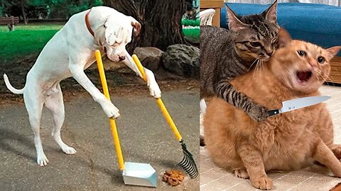 Funny Dog And Cat 😍🐶😻