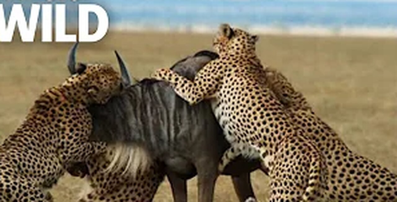 Cheetahs Takedown a Wildebeest | The Way of the Cheetah