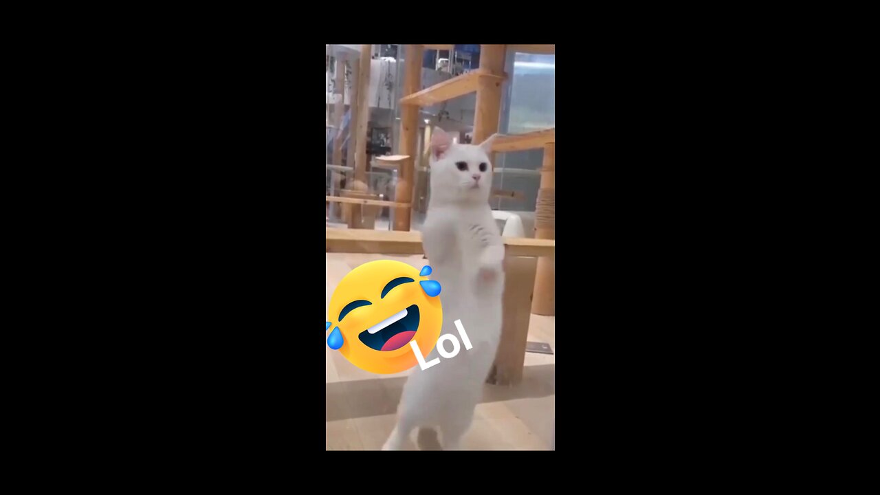 Cat funny time 🤣🤣🤣🤣