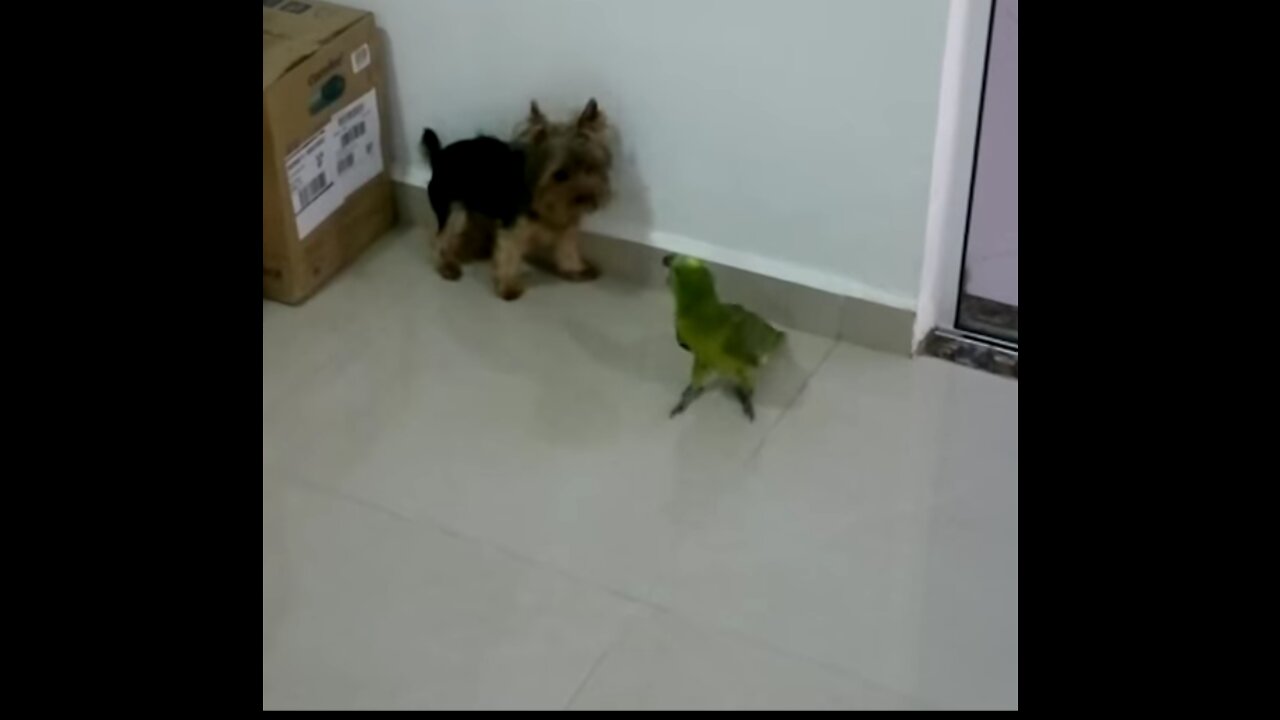 Dog and parrot