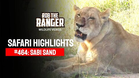 Safari Highlights #464: 18 - 23 March 2017 | Sabi Sand Nature Reserve | Latest Wildlife Sightings