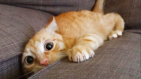 Funniest Animals 😄 New Funny Cats and Dogs Videos 😹🐶