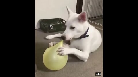 Funniest Cats and Dogs Animal Videos | Funny