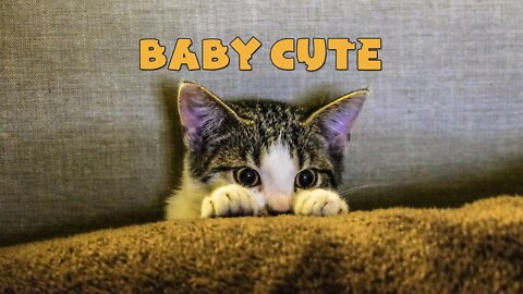 Baby Cats - Cute and Funny Baby Cat Videos Compilation 😹