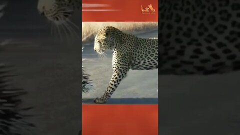 Funny Animals - Cute and Funny Animals Reaction Videos Compilation #31 | Pets and Wild
