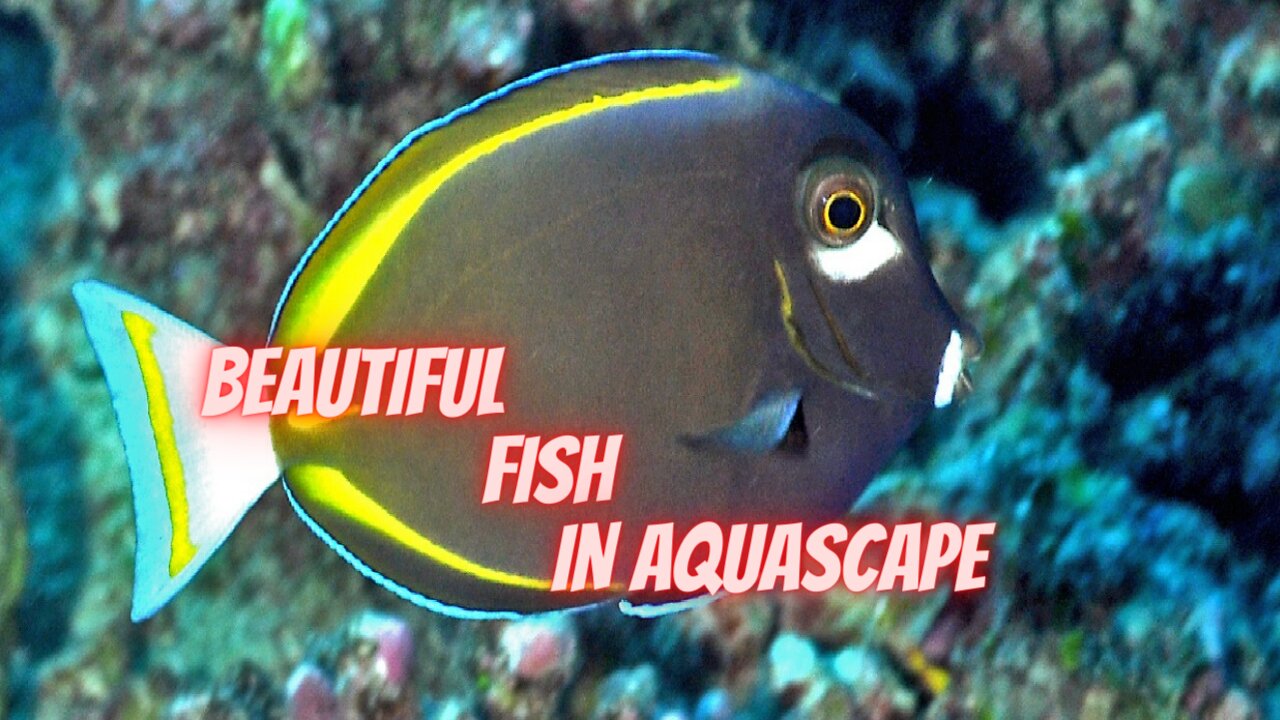 ACANTHURUS NIGRICANS IN AQUASCAPE