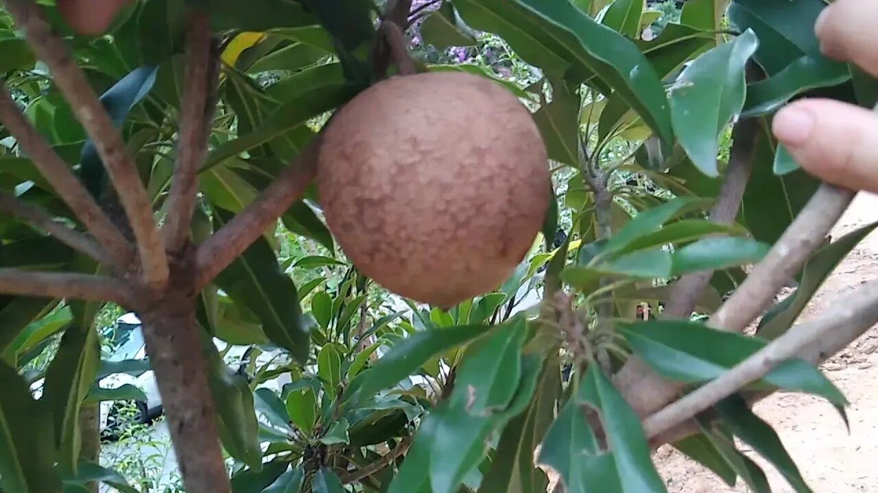 frutífera produzindo sapoti fruta leite caqui l.champanhe kinkan pitanga preta calabura bacupari