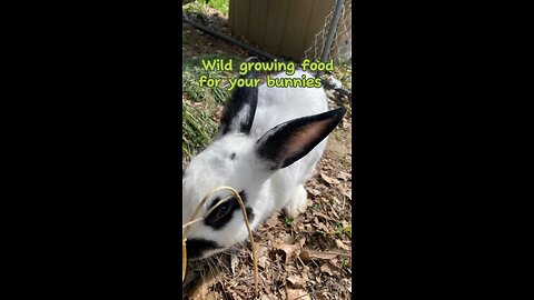 Wilds plants you cam feed your bunny🐇