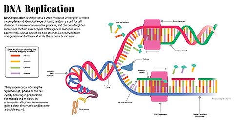 DNA