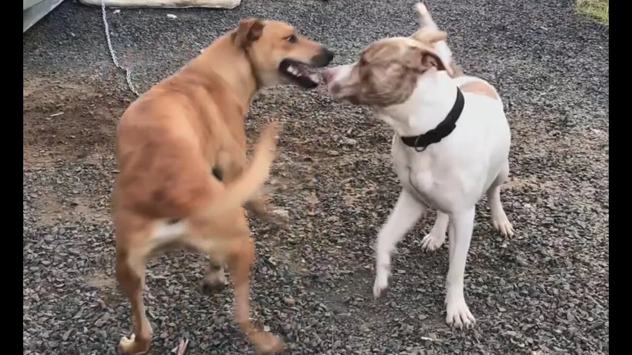 Our new dog. Henry and Benji meet for the first time. BFFs