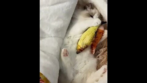 Perhaps you can call it soup from the cat?