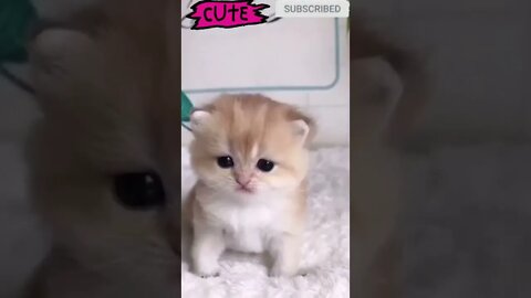 cute cat videos 😹 funny videos 😂 593 😻