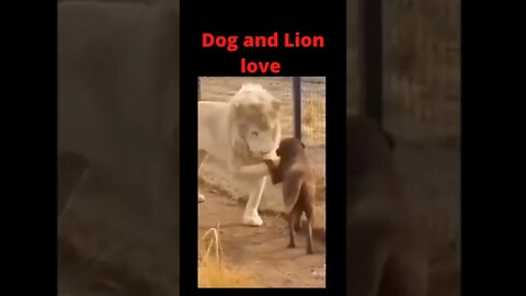 Lion Precious Love