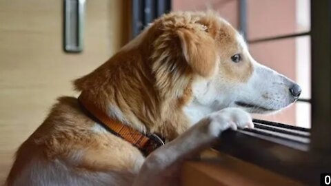 Dog Has A Loud Reaction When His Couch Privileges Are Denied Melnotte